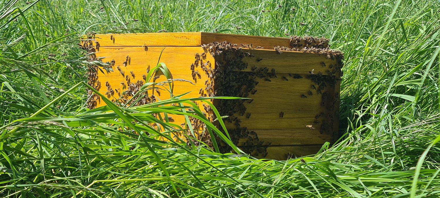 Ein Bienenschwarm zieht ein.