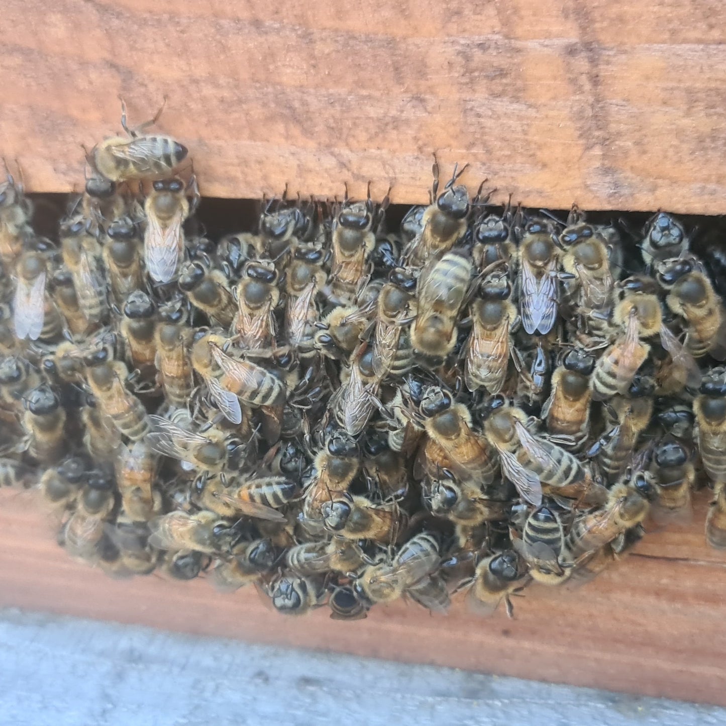 Jüngvolker/Ableger Carnica auf Zander - Abholung in Wesel - Vorbestellen für Mai/Juni 2024