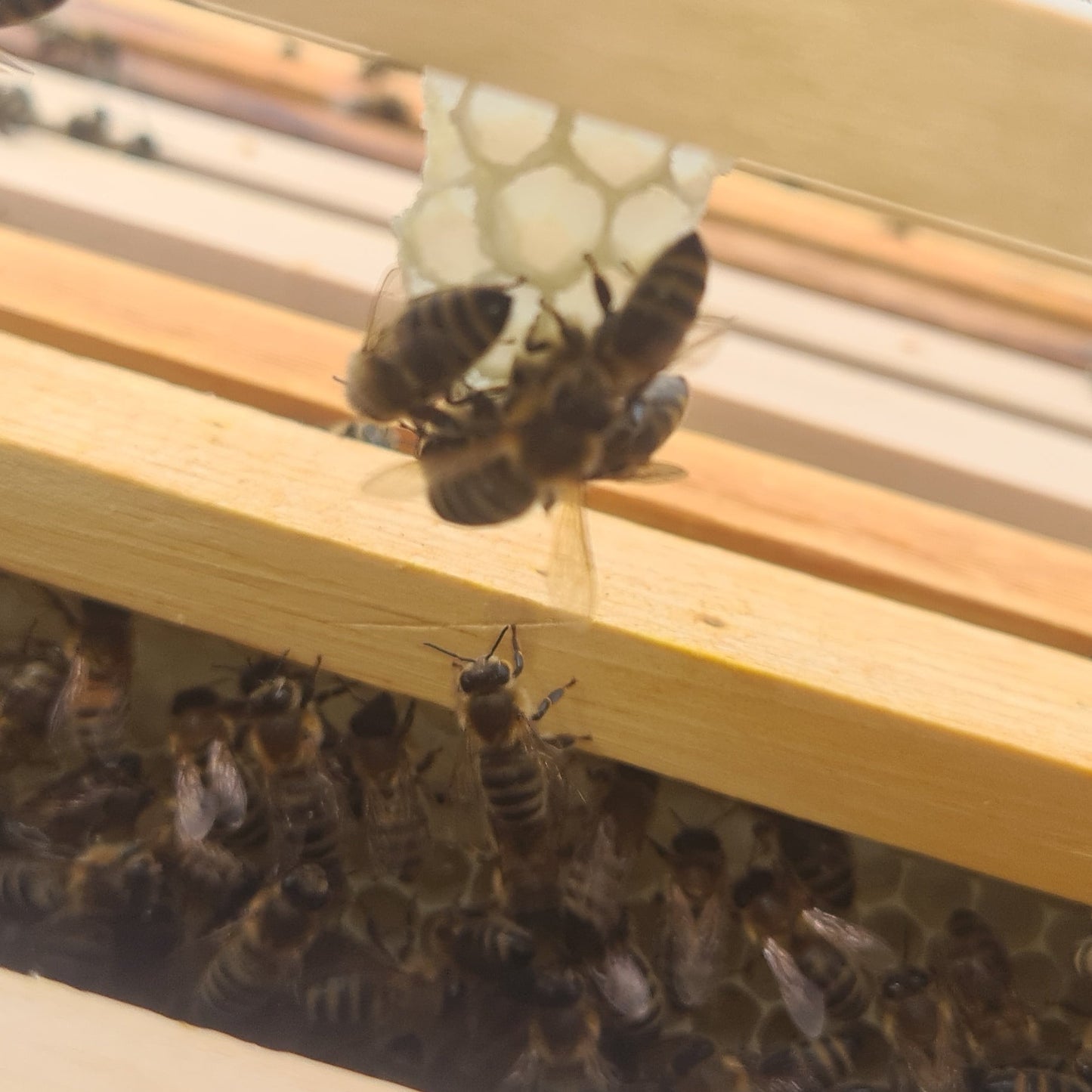 Bienenpatenschaft für Garten oder Betriebsgelände