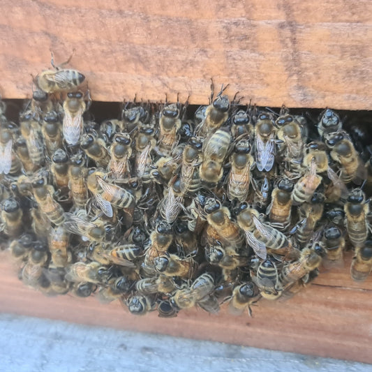 Bienenvolk Carnica auf Zander - Abholung in Wesel