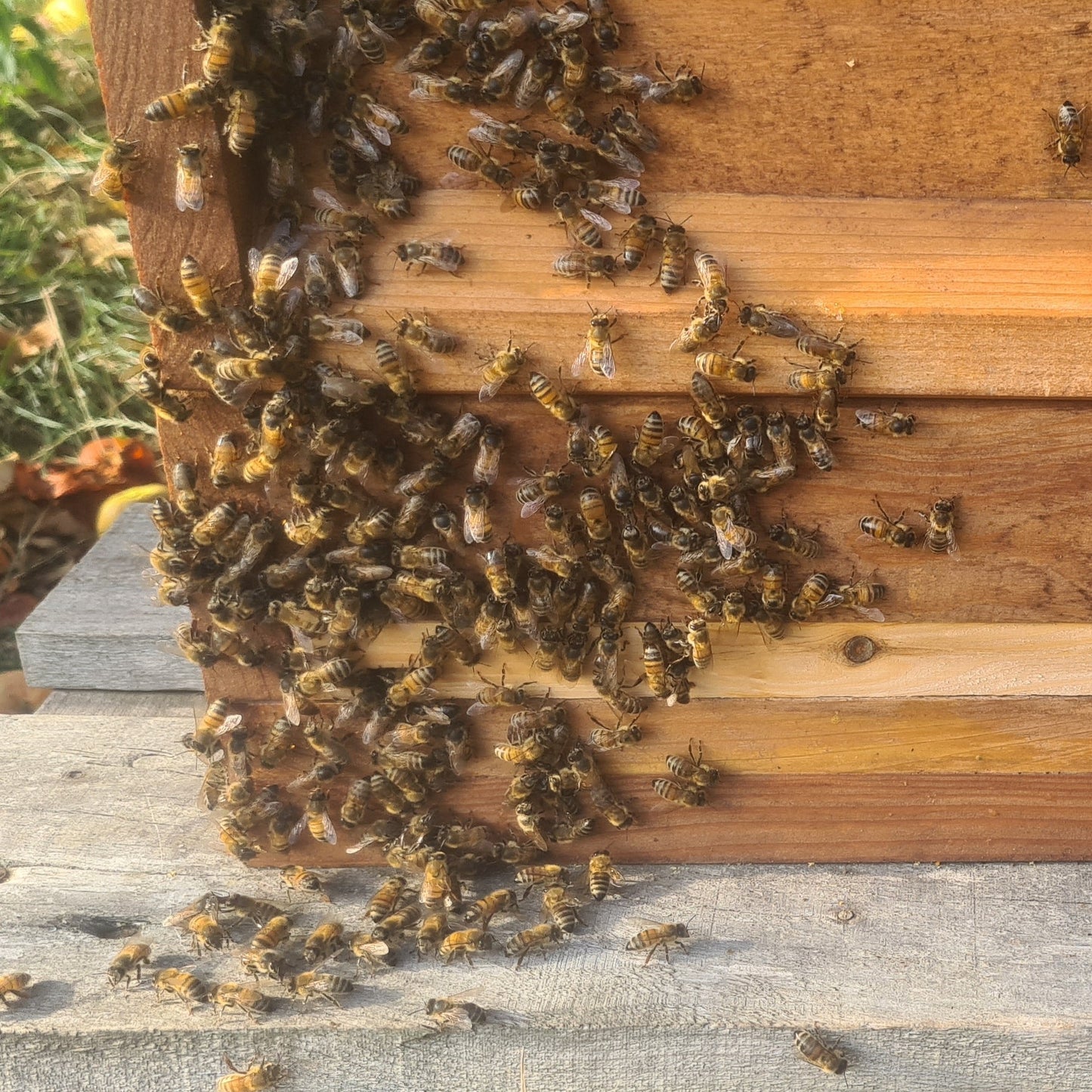 Bienenpatenschaft für Garten oder Betriebsgelände